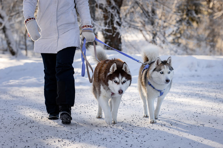 Talvilenkit koiran kanssa