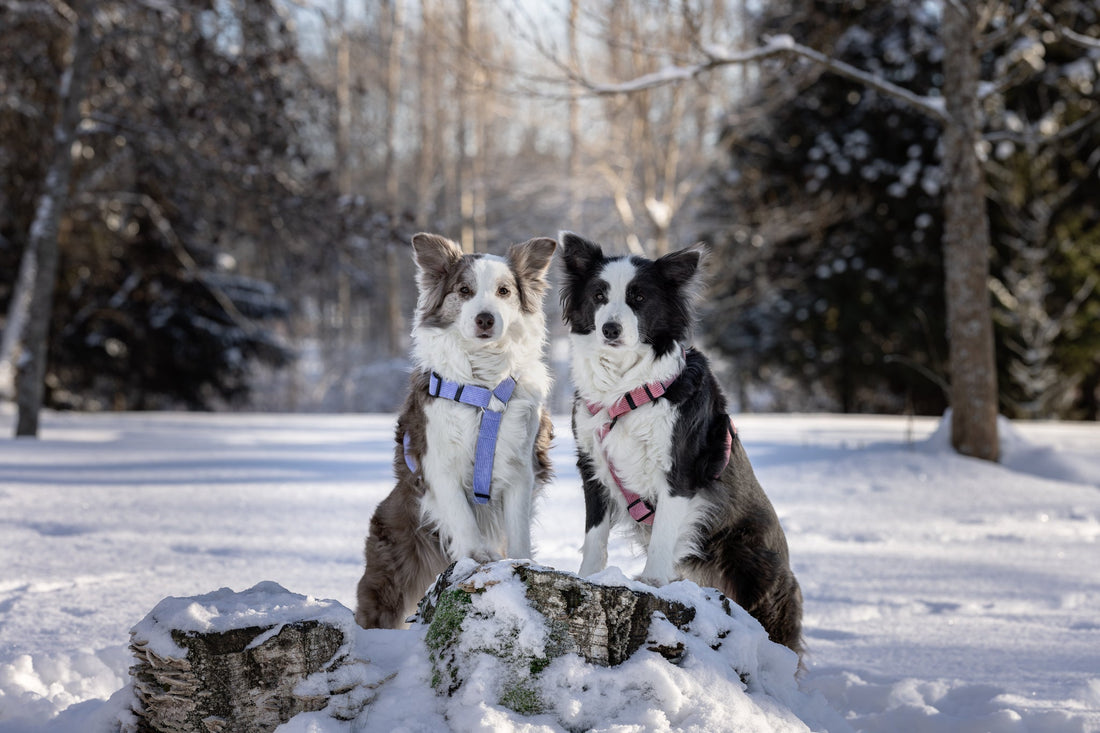 Kuinka valita koirallesi oikeat valjaat?