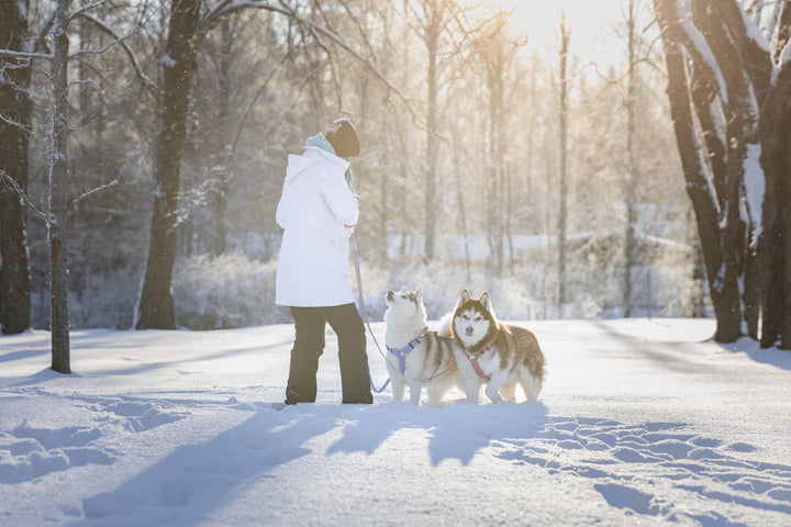 Koiran hihnakäytös ja siihen liittyviä koulutusvinkkejä Woofylta.