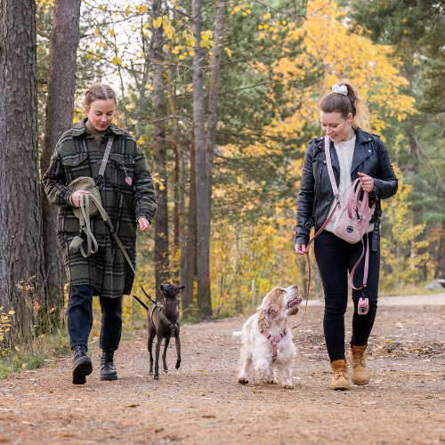5 parasta ominaisuutta hyvässä koiran hihnassa