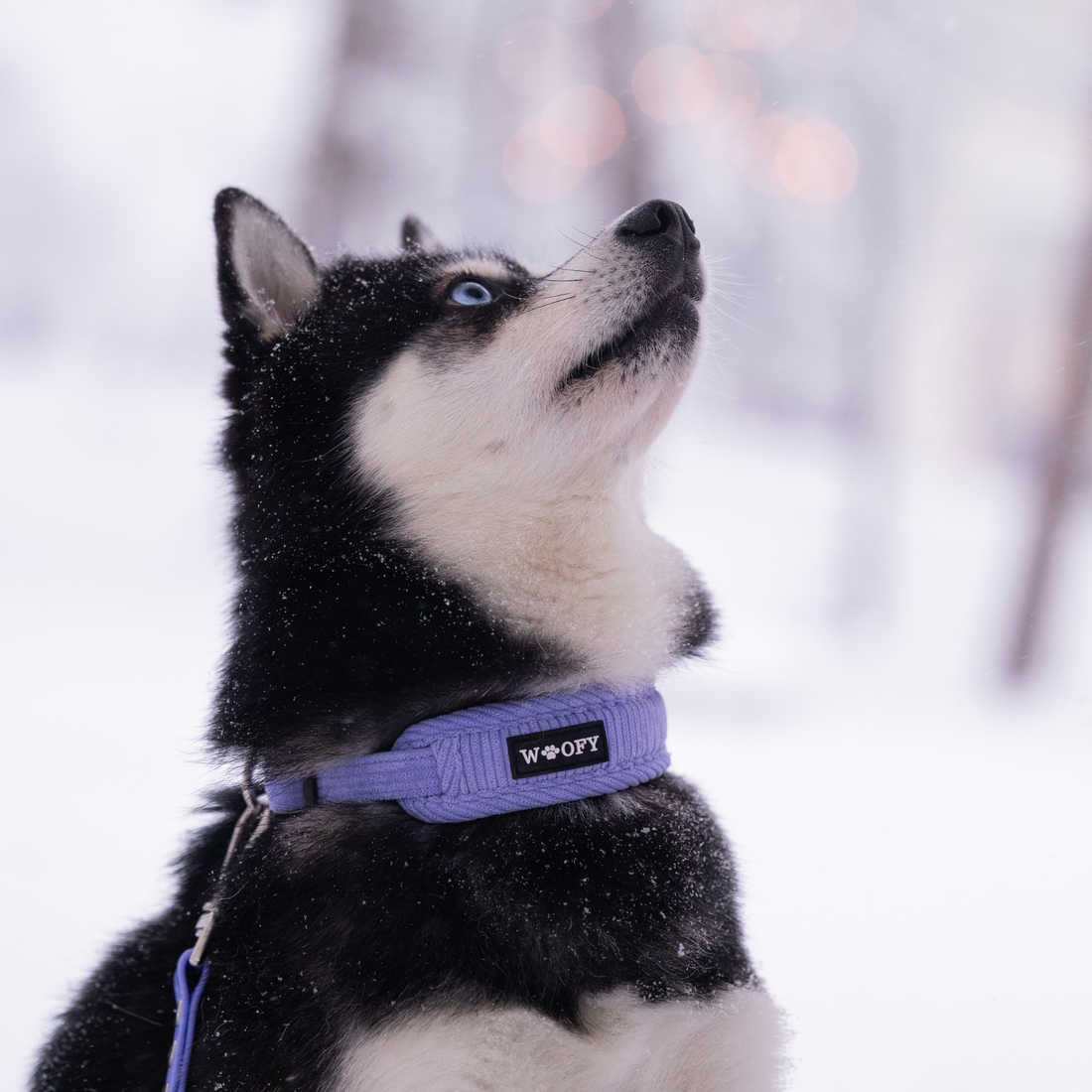 Miksi osa koirista vihaa kaulapantaa?