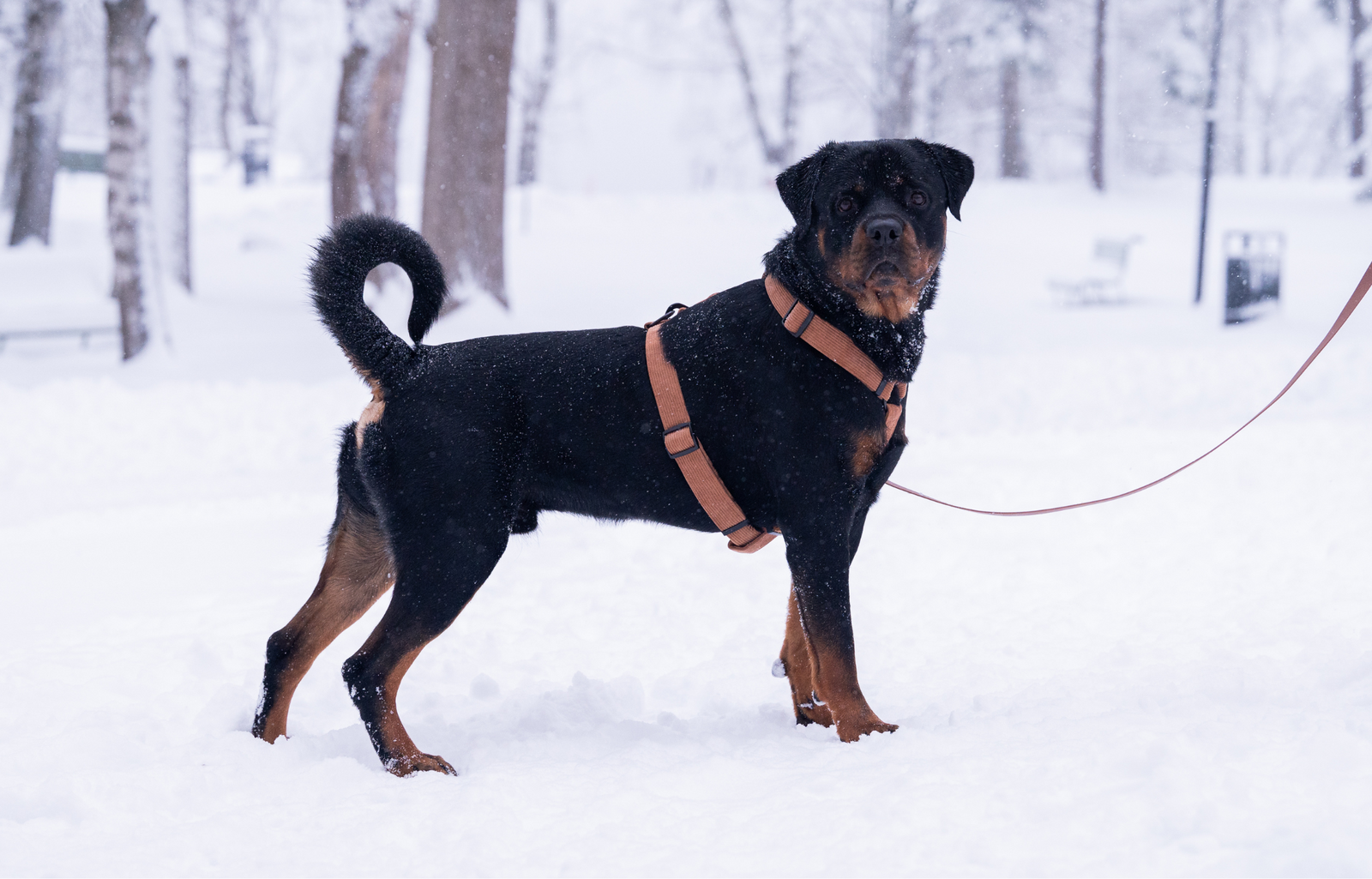 How to choose a dog harness?