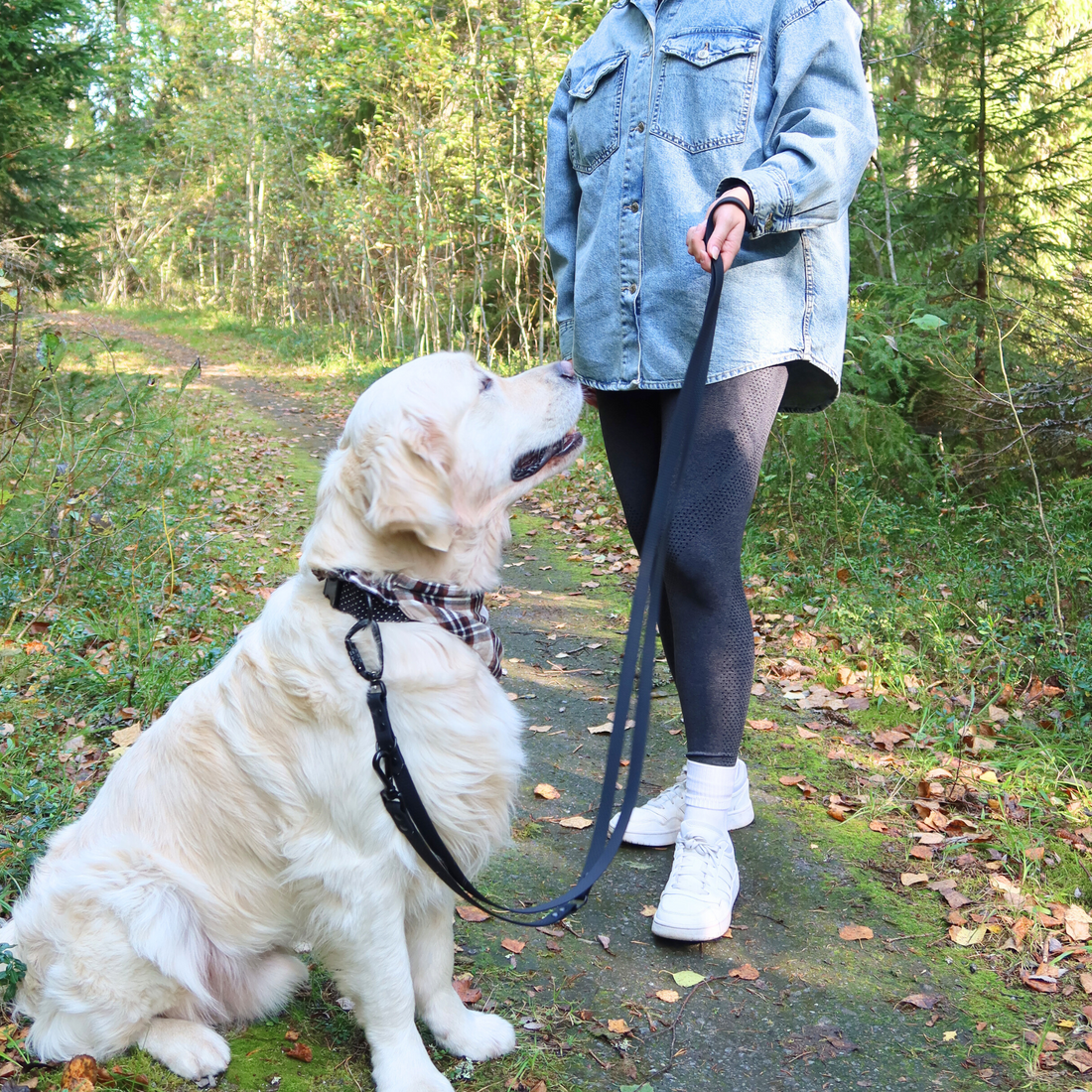 Varusteet koiran ulkoilutukseen - turvallisuutta, mukavuutta ja sujuvia lenkkejä