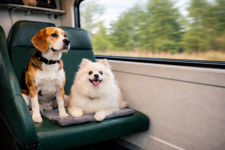 Koiran kanssa matkustaminen - ota nämä asiat huomioon!