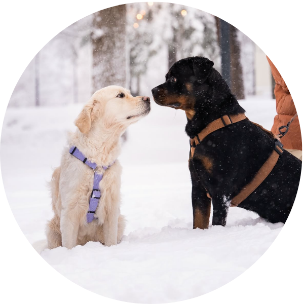 Kuinka valita koirallesi oikeat valjaat?