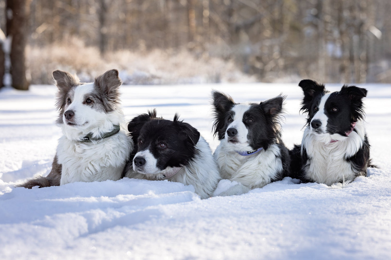 Koiran valjaat ja kaulapannat