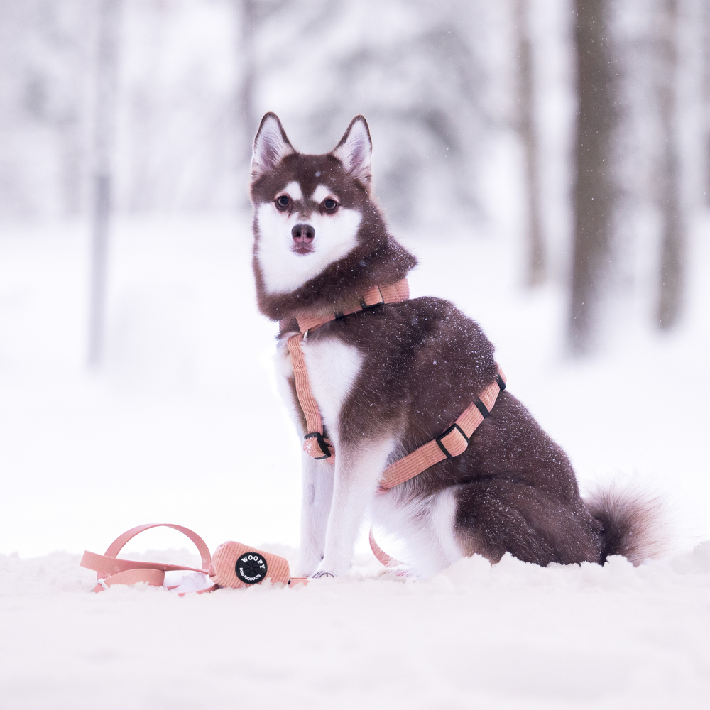 Soft dog harness 2.0 - Coral