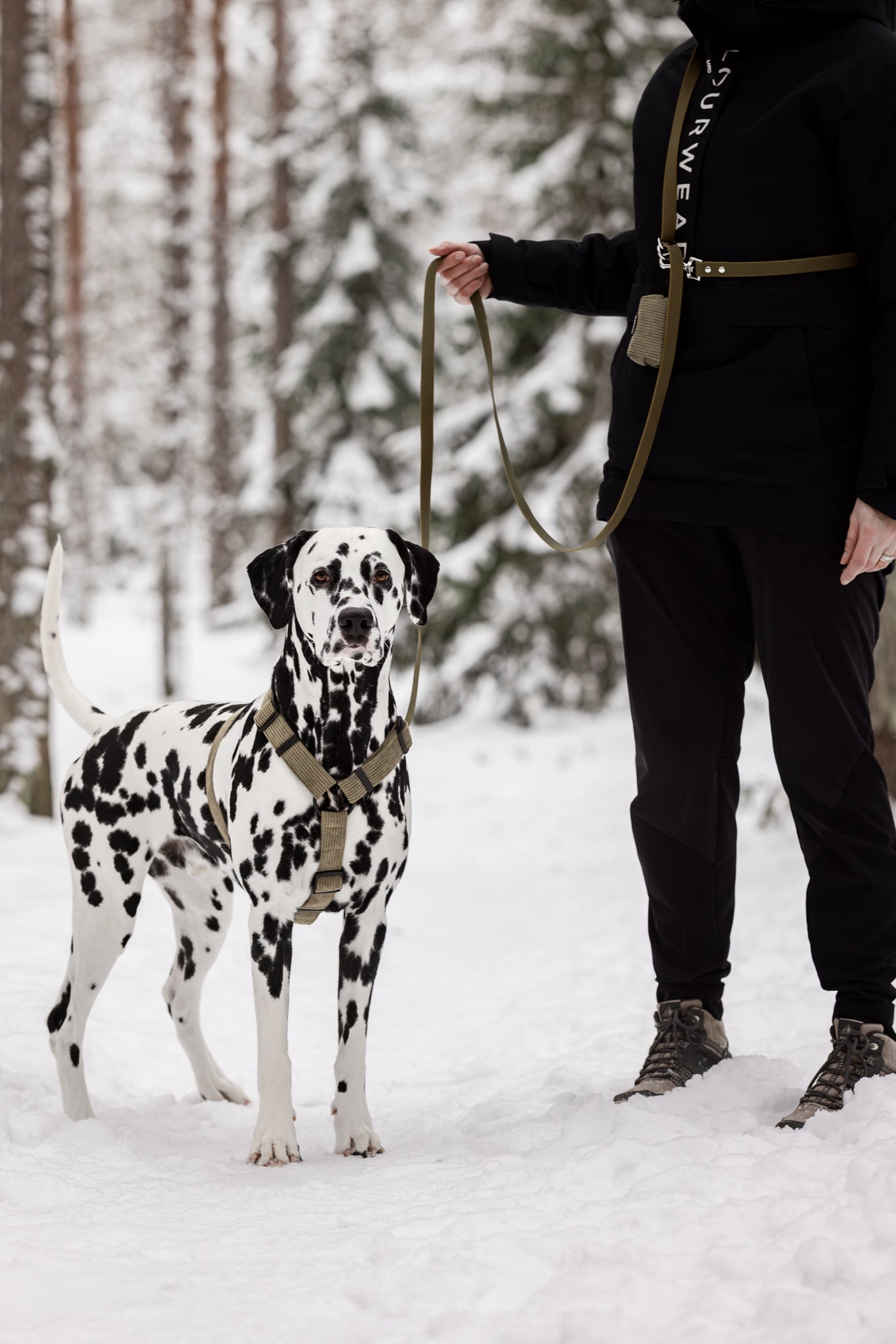 Kuvassa dalmatialainen ja vihreä monitoimihihna sekä vihreät valjaat. Monitoimihihnassa kiinni kakkapussinpidike.