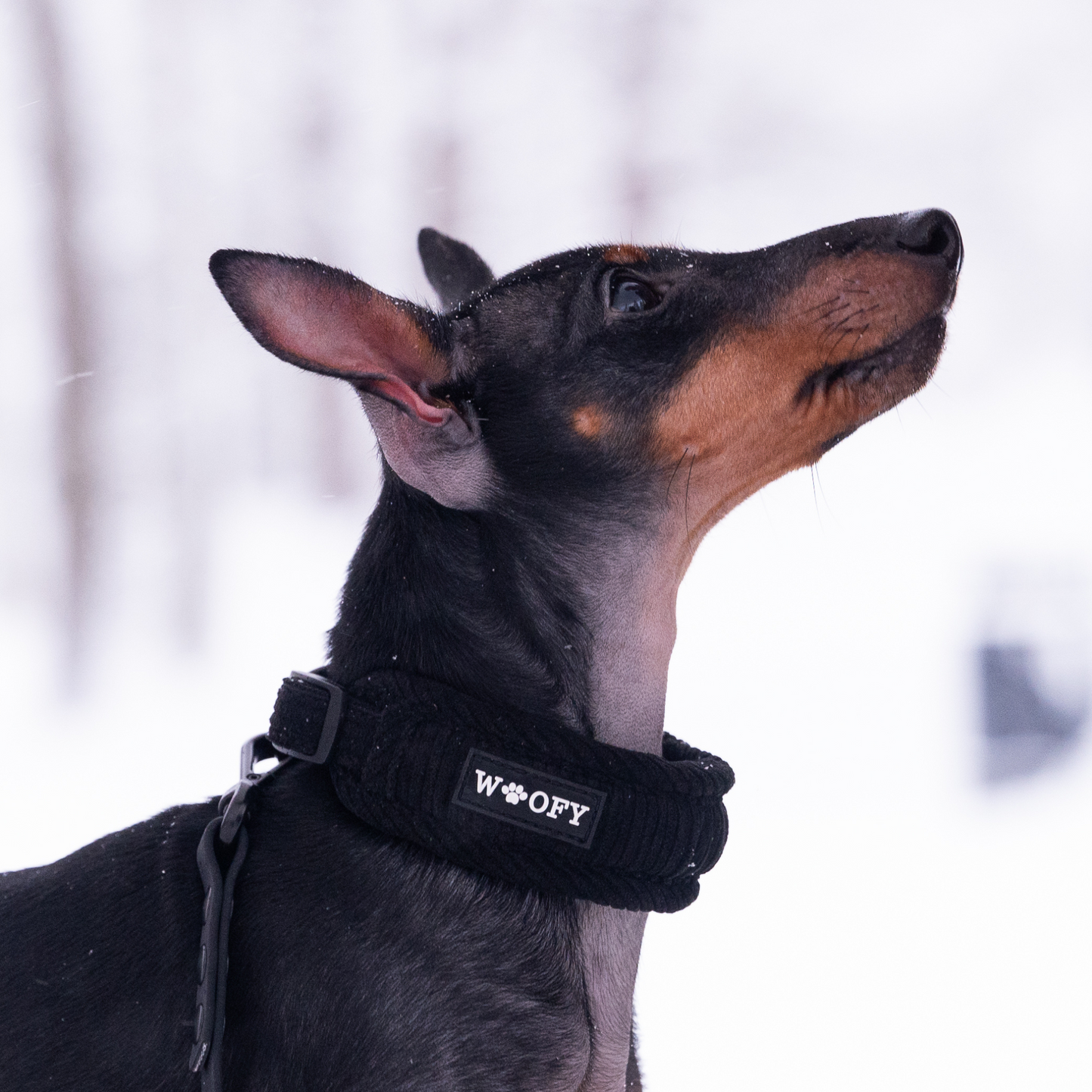 Musta pystykorvainen koira, jonka päällä on Soft kaulapanta sävyssä Onyx eli musta. 