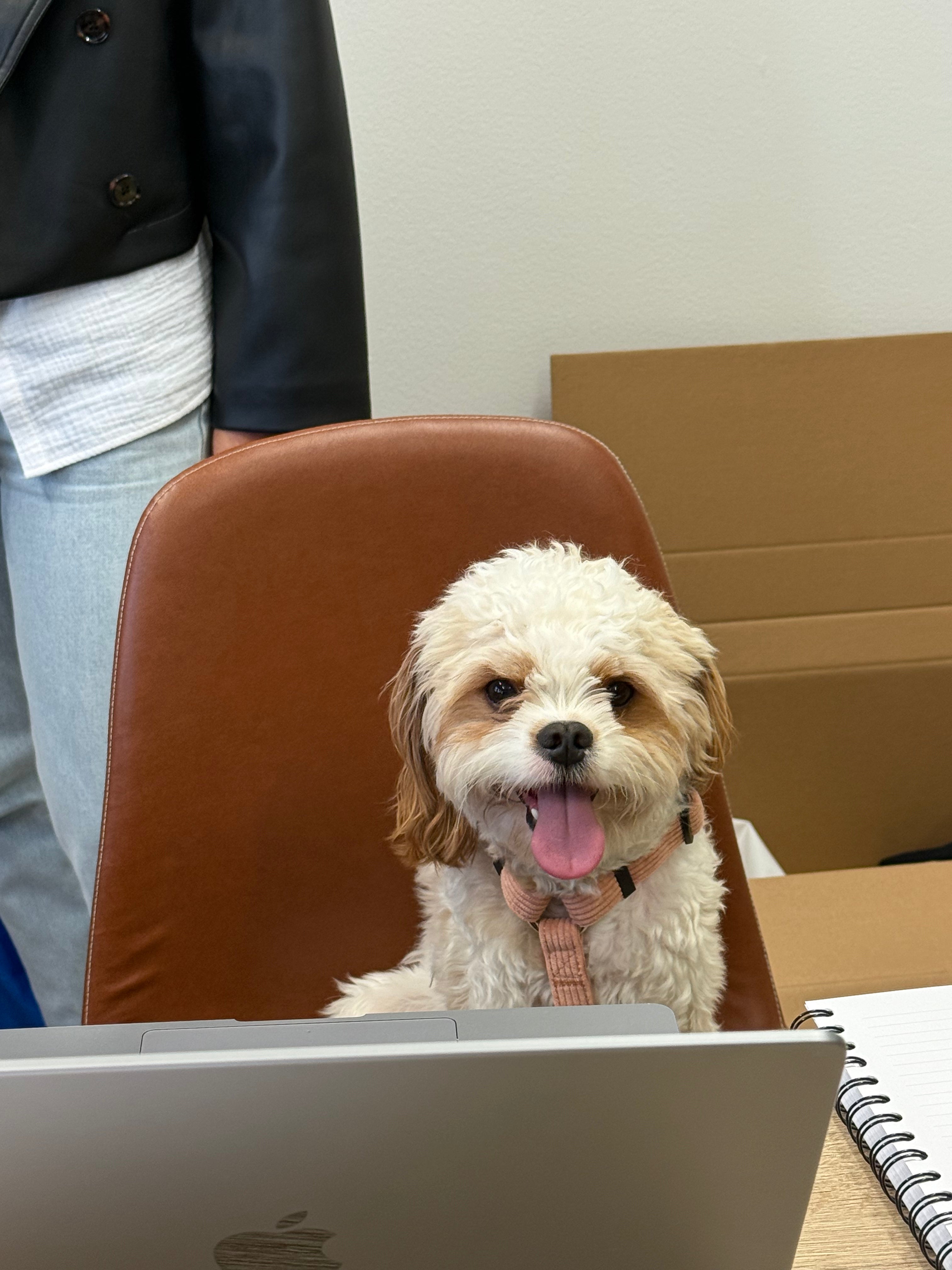 Vaaleanruskea pieni koira päällään Woofyn korallin sävyiset valjaat.