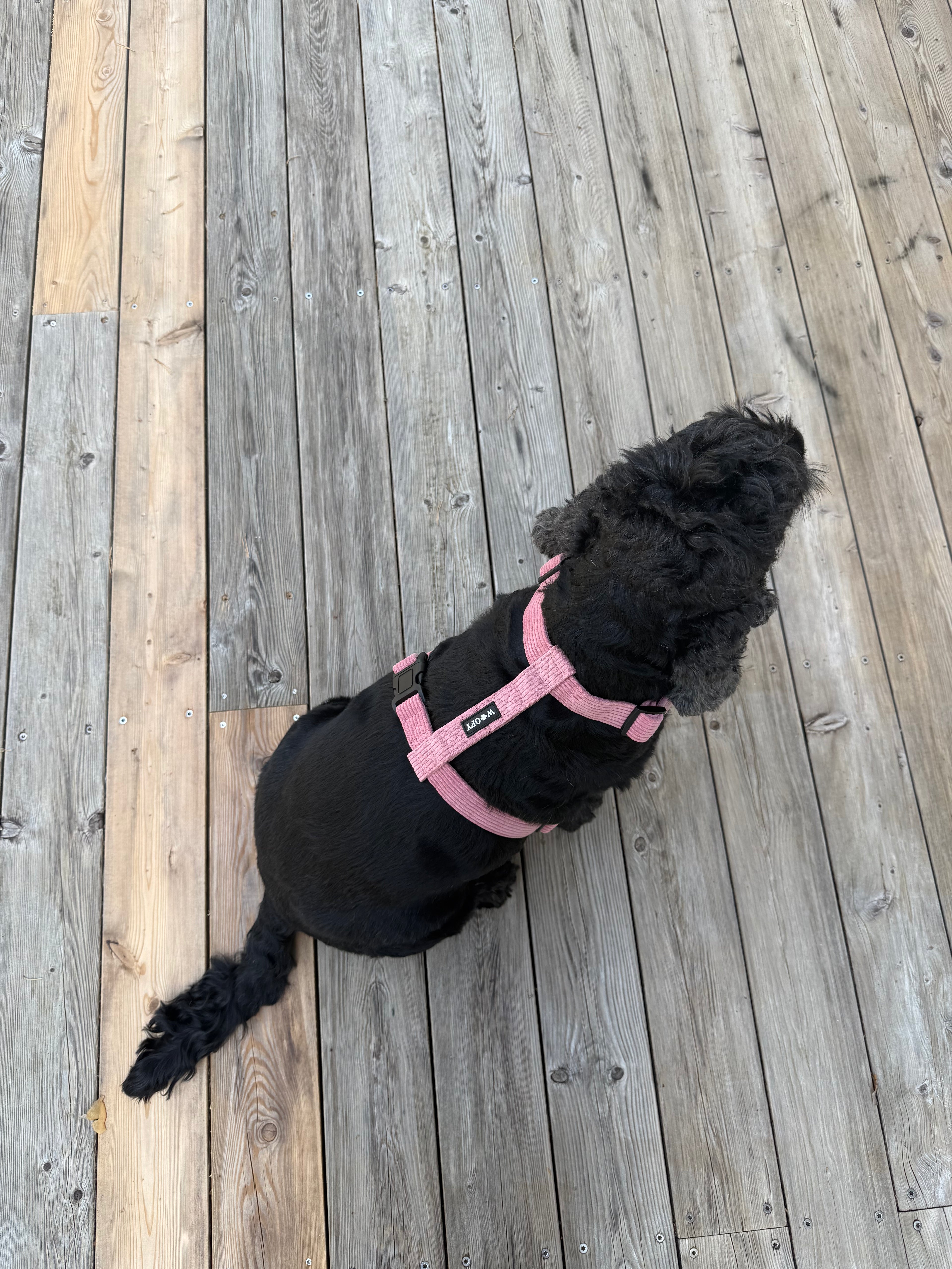 Musta cockerspanieli päällään Woofyn Blossom sävyiset valjaat.