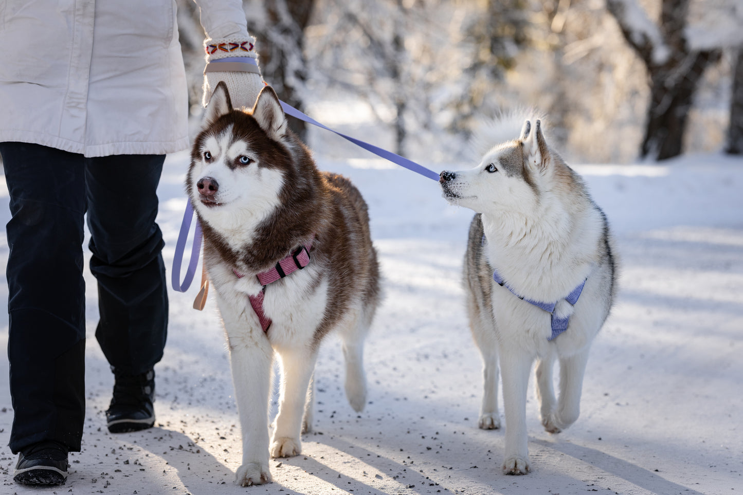 Tuotepaketti: “Lähdetään lenkille" -setti keskikokoisille ja isoille koirille🐶