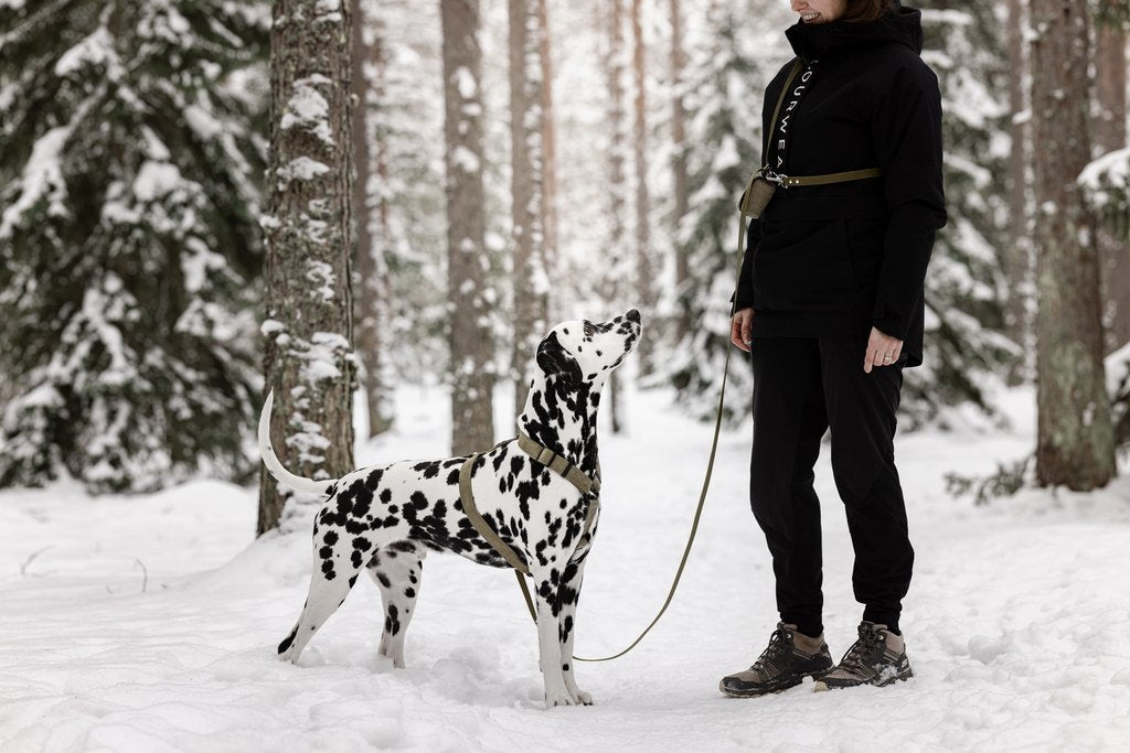 Dalmatialainen koira metsälenkillä. Koiralla on päällään Woofyn vihreät Soft Valjaat koossa L. Omistajalla on monitoimitalutin kiinnitetty olkapään yli ja siinä roikkuu myös kakkapussipidike. 