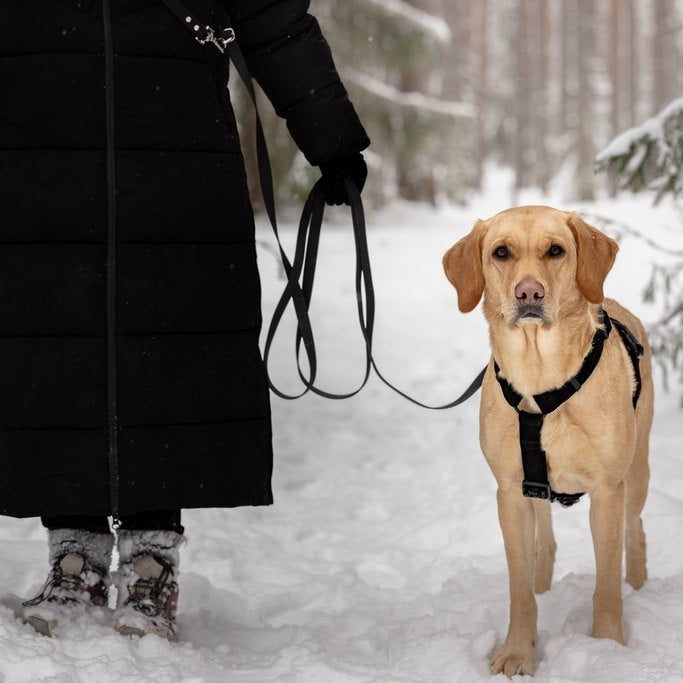 Vaalea labradori metsälenkillä. Hänellä on käytössä Woofyn L-koon mustat Soft Valjaat ja musta 4m monitoimihihna. 