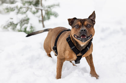 Tuotepaketti: “Lähdetään lenkille" -setti keskikokoisille ja isoille koirille🐶