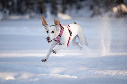 Tuotepaketti: “Lähdetään lenkille" -setti keskikokoisille ja isoille koirille🐶