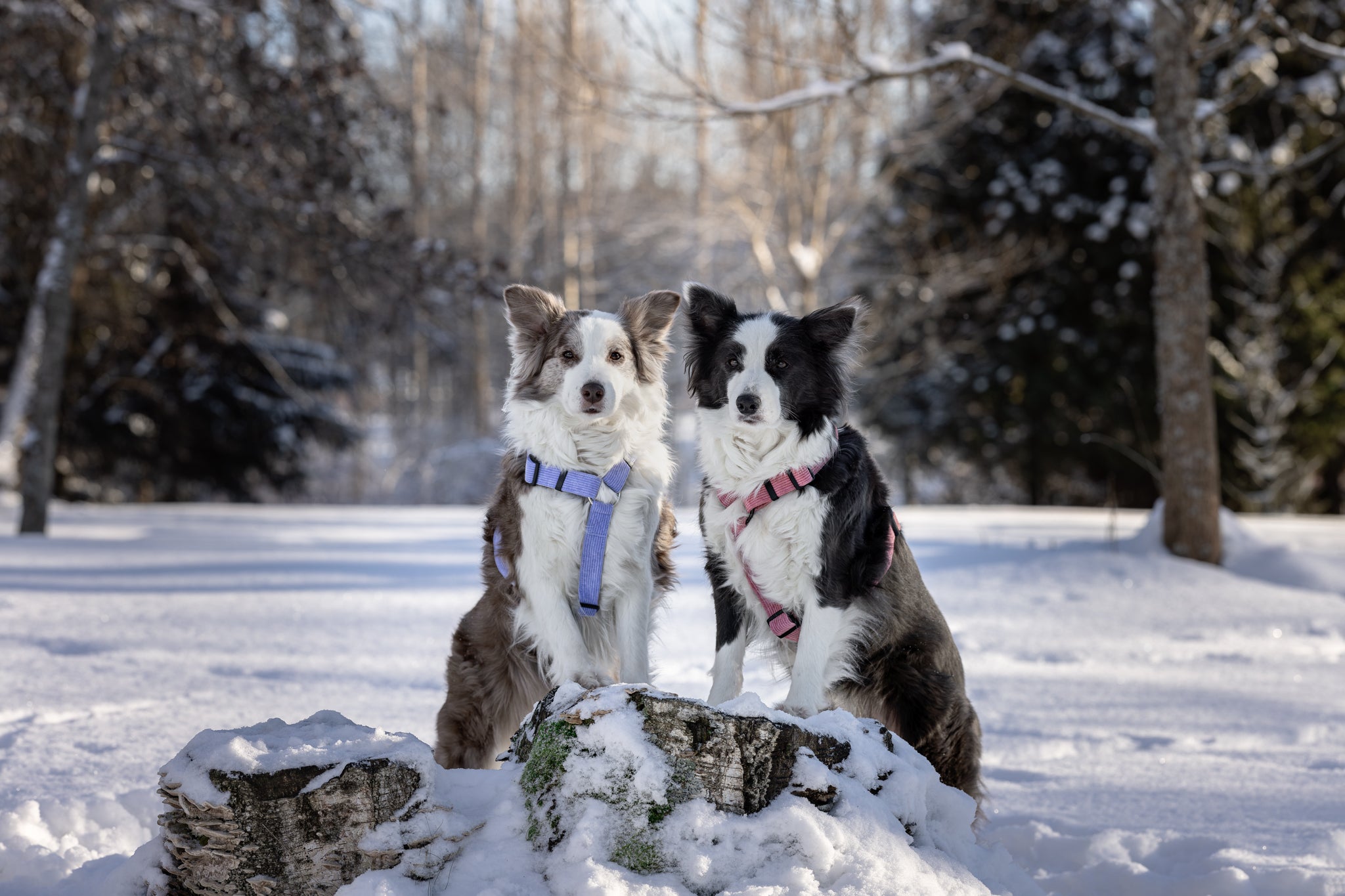 Kaksi koiraa talvimaisemassa päällä woofyn soft valjaat. Toisella koiralla lilac väri, toisella blossom väri.
