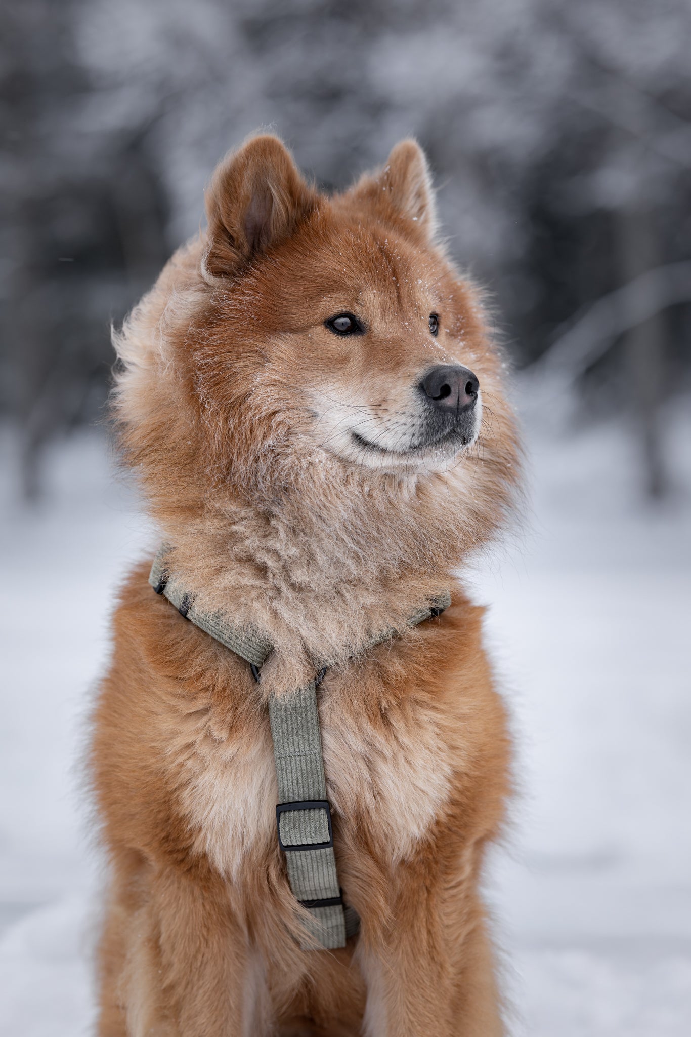 Forest green valjaissa Niilo koira.
