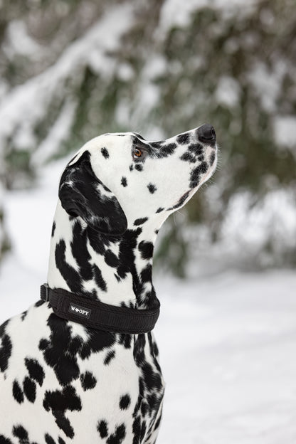 Talvimetsässä dalmatialainen ja musta soft kaulapanta.