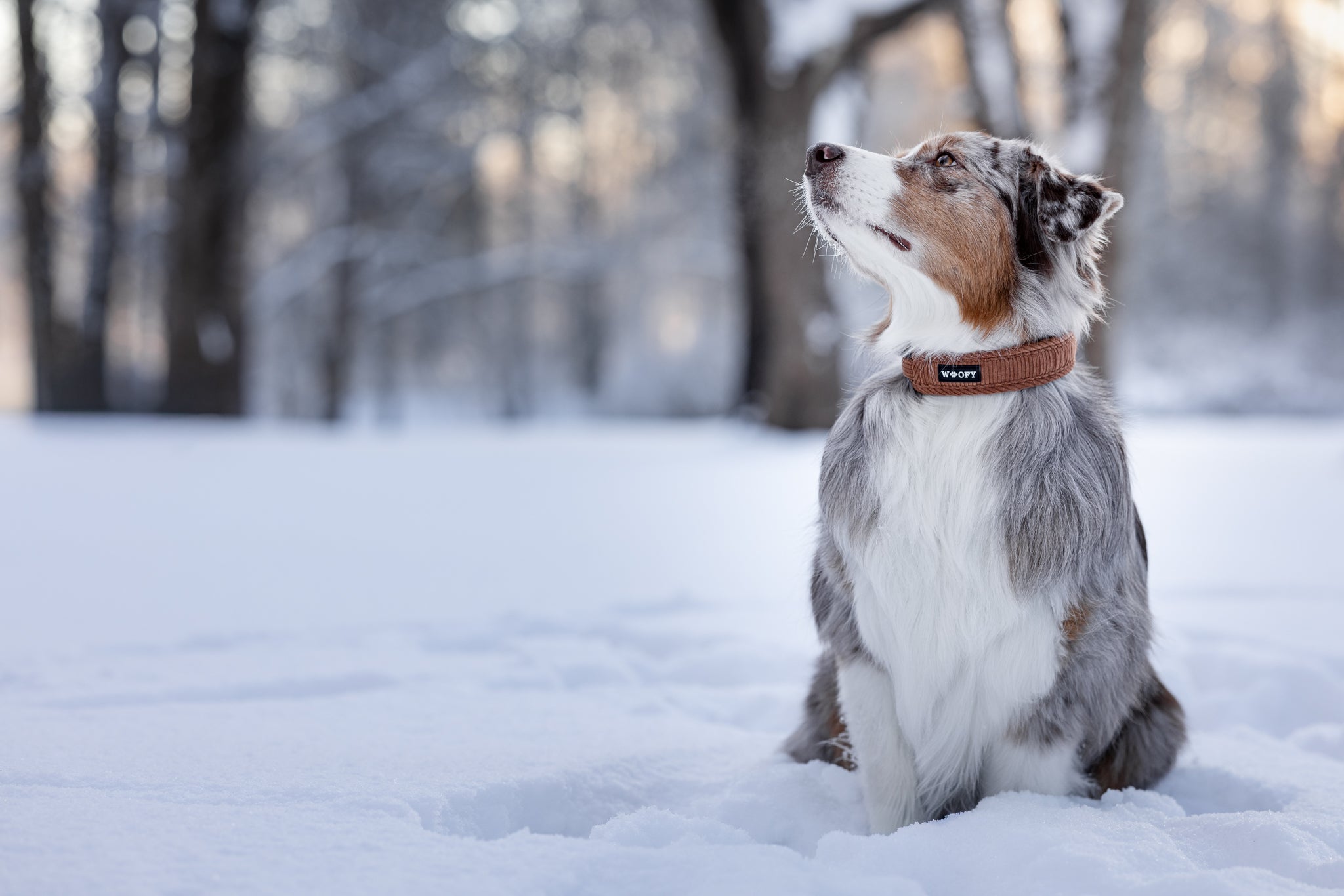 Talvimaisemassa harmaa-valkoinen koira, jolla SOFT kaulapanta sävyssä Teddy.