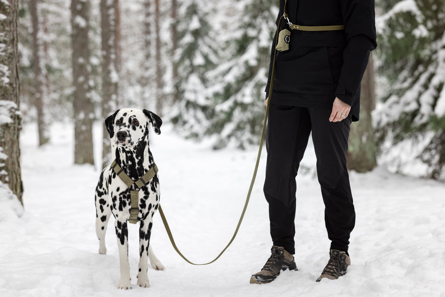 Kuvassa talvimetsä, jossa dalmatialainen ja ihminen. Esittelyssä monitoimihihna, valjaat & kakkapussinpidike.