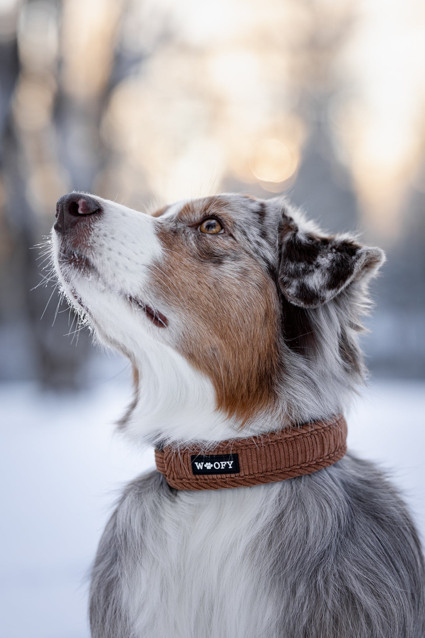 Talvimaisemassa koiralla ruskea soft kaulapanta.