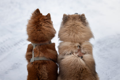 Kahdella Eurasier rotuisella koiralla talvimaisemassa päällä Soft valjaat värissä forest green ja teddy.