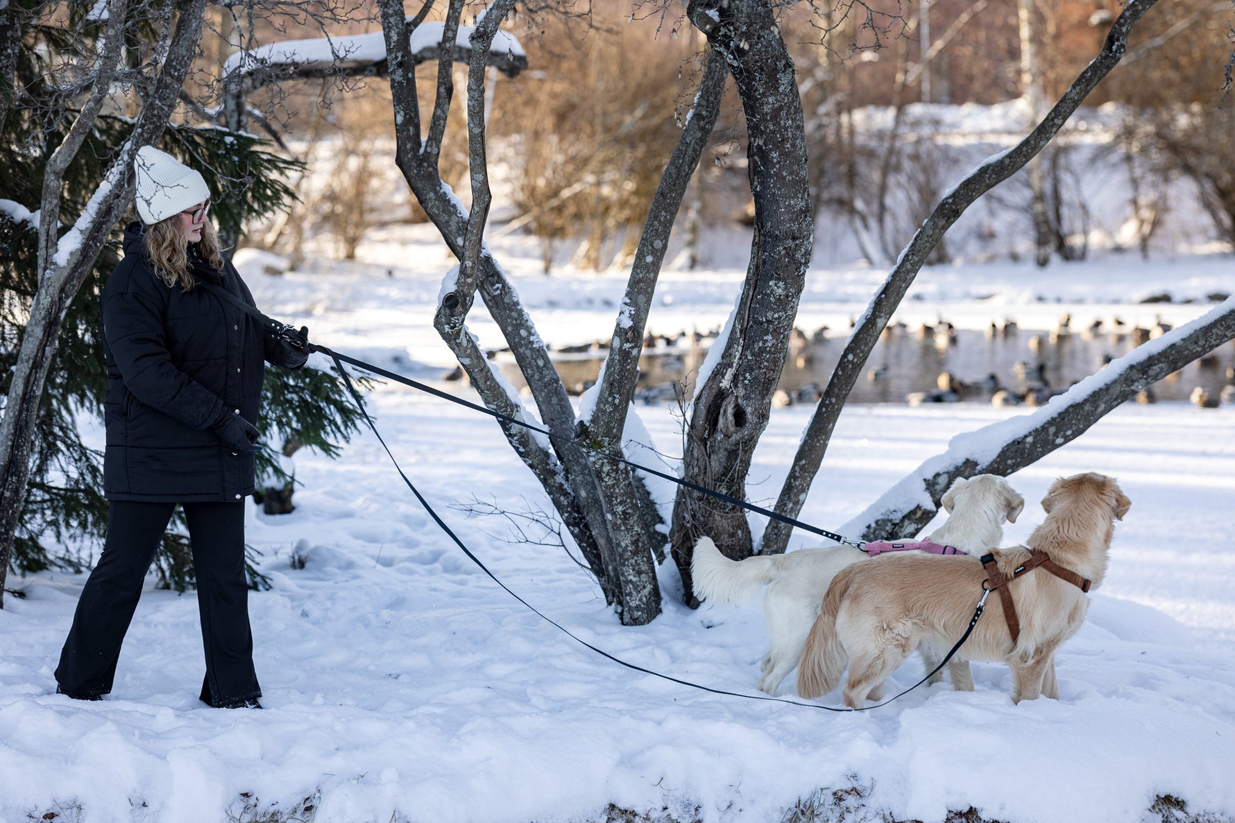 Kuvassa kaksi kultaisnoutajaa omistajansa kanssa. Käytössä koirilla soft valjaat ja monitoimihihnat eri pituuksissa: 3m ja 4m.