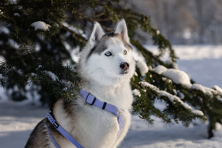 Husky talvimaisemassa kuusen alla lumessa. Huskylla soft valjaat ja hihna liilassa värissä.