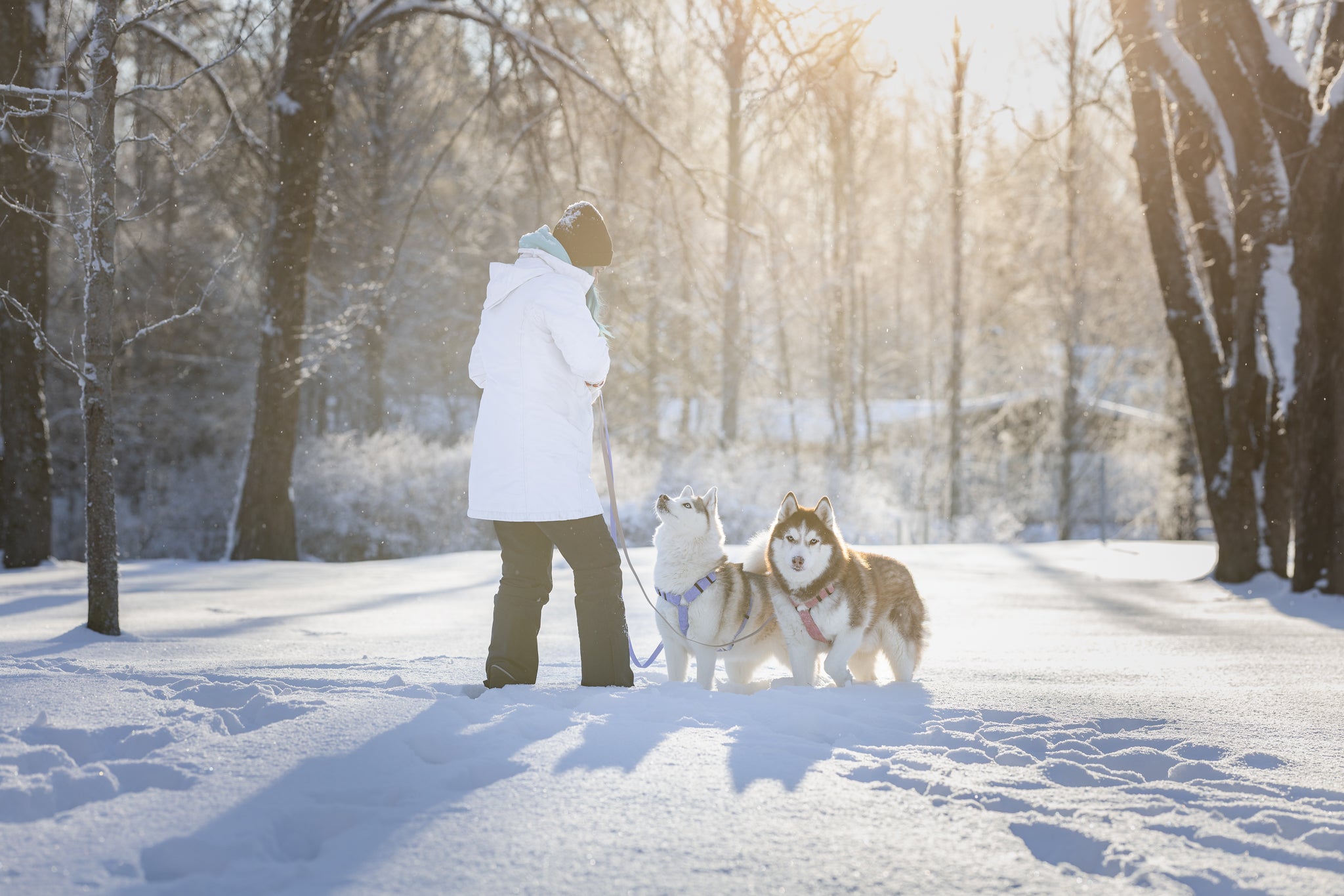 Huskyt omistajansa kanssa talvisessa maisemassa auringon paisteessa lumella. oirilla Woofyn soft valjaat lilac ja blossom värissä.