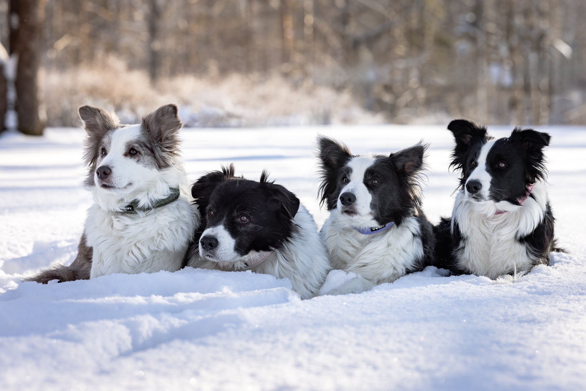 Neljä koiraa lumihengessa. Kaikilla Woofyn kaulapannat.