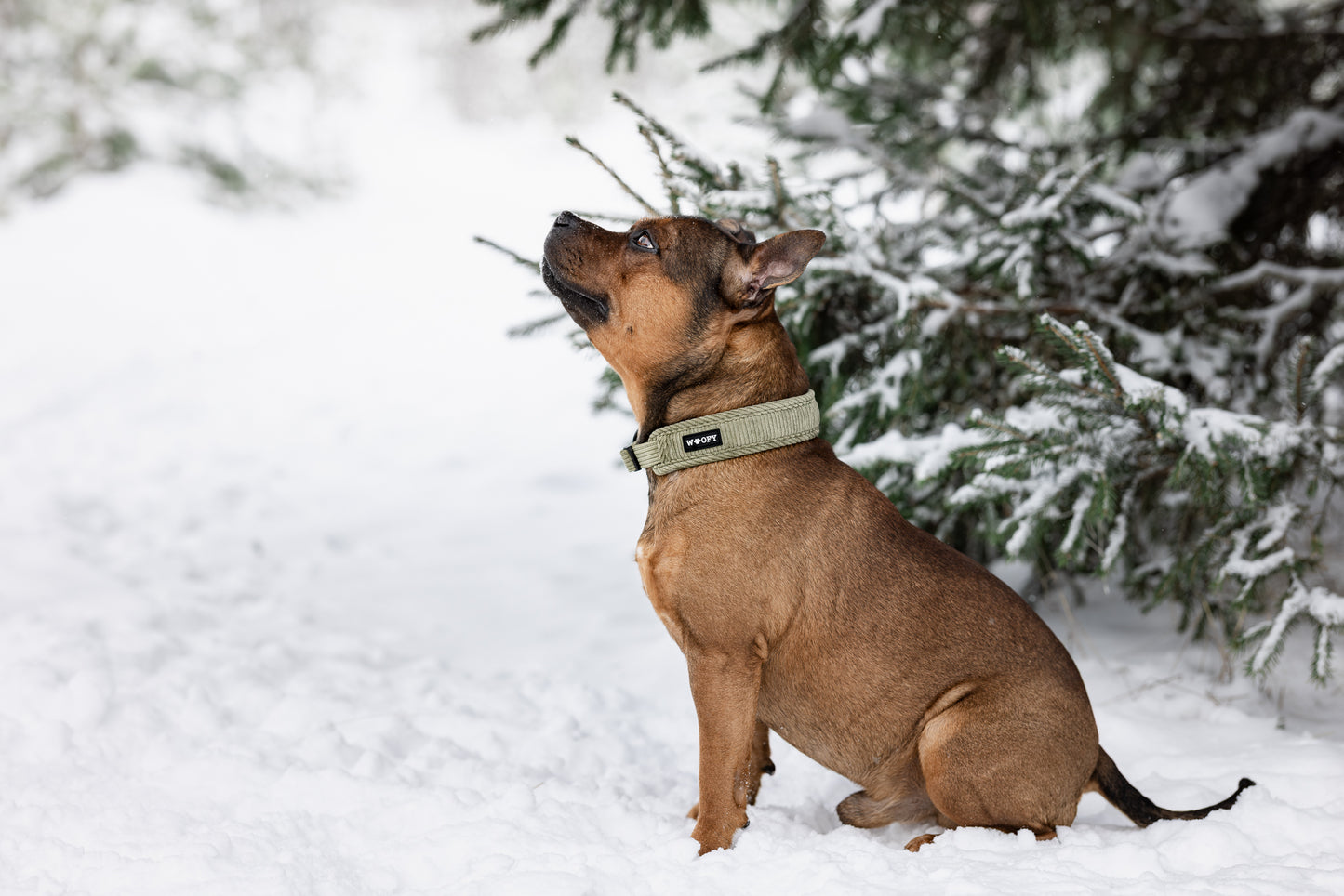 Kuvassa staffi talvimaisemassa kaulassa forest green SOFT kaulapanta.