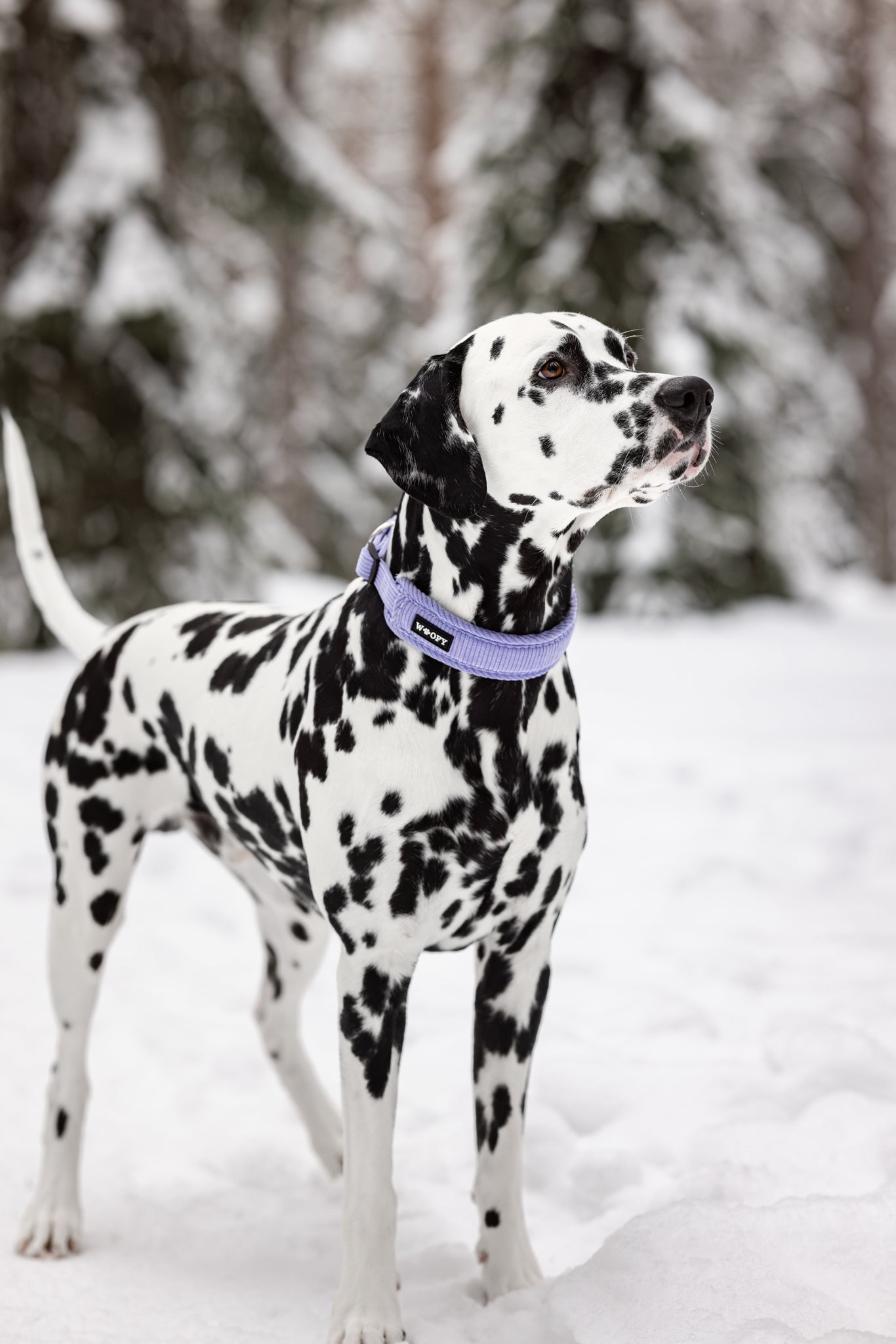 Kuvassa dalmatialainen talvimaisemassa kaulassa liila SOFT kaulapanta.