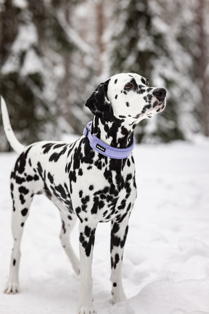 Kuvassa dalmatialainen talvimaisemassa kaulassa liila SOFT kaulapanta.