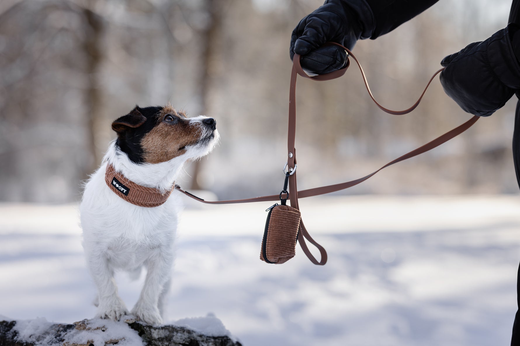 Jackrussel talvimaisemassa. Koiralla woofyn soft kaulapanta, hihna ja kakkapussinpidike värissä teddy eli ruskea.