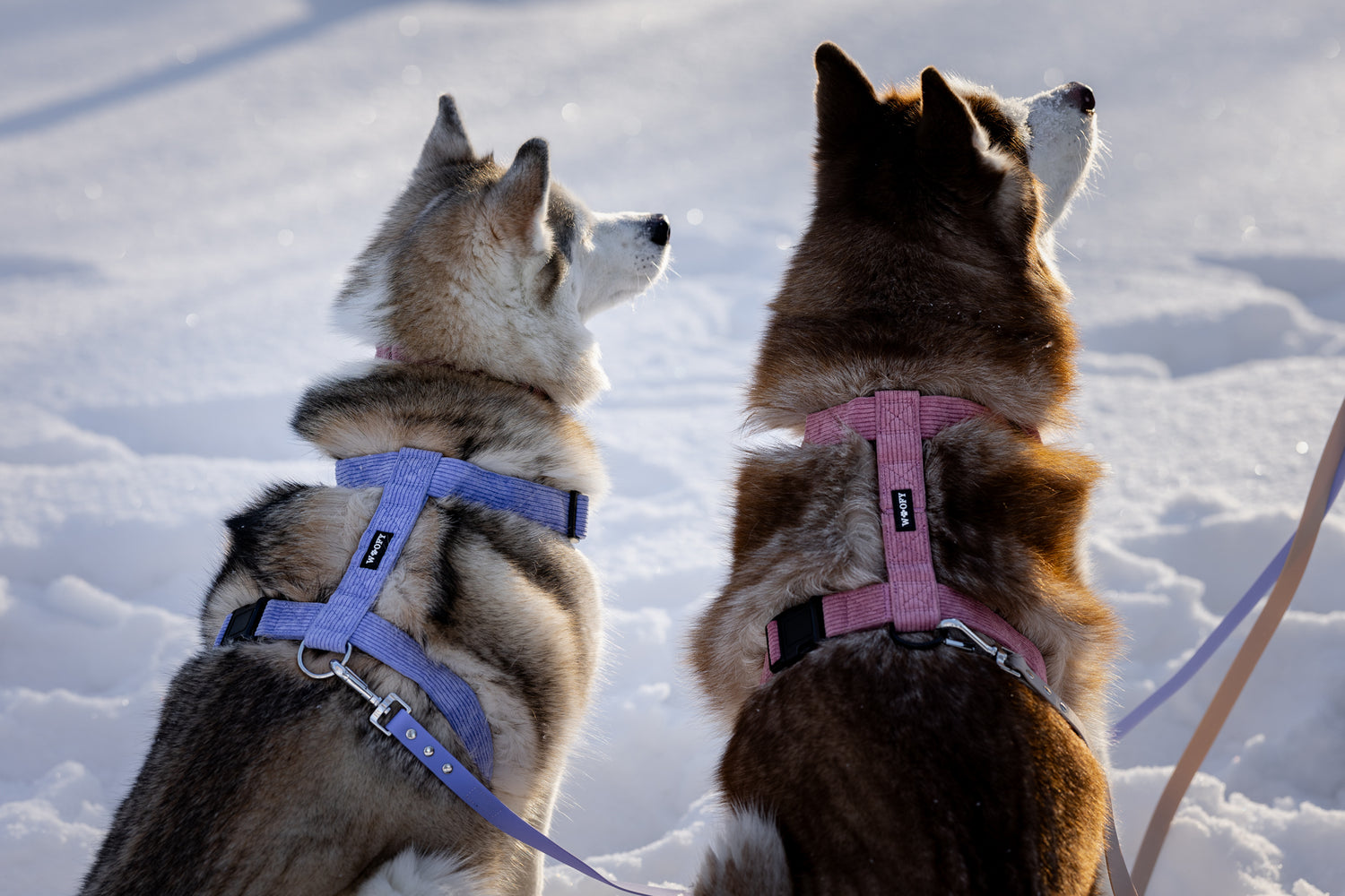 Kuvassa kaksi huskya joilla molemmilla woofyn soft valjaat liilassa ja vaaleanpunaisessa värissä. Kuva otettu selkäpuolelta.