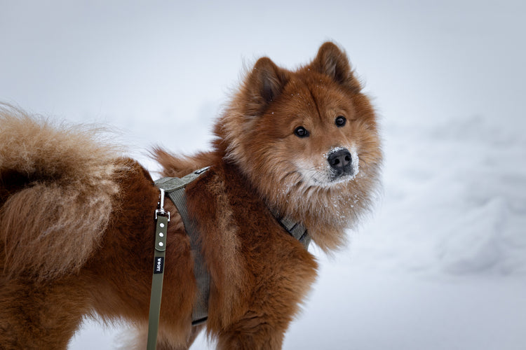Kuvassa ruskealla koiralla soft valjaat ja hihna värissä forest green.