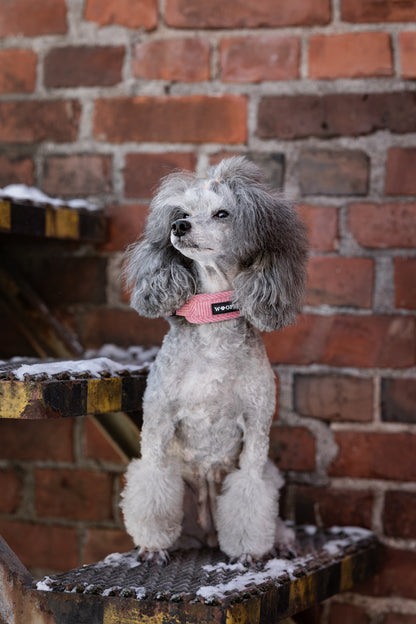 Koiralla vaaleanpunainen soft kaulapanta.