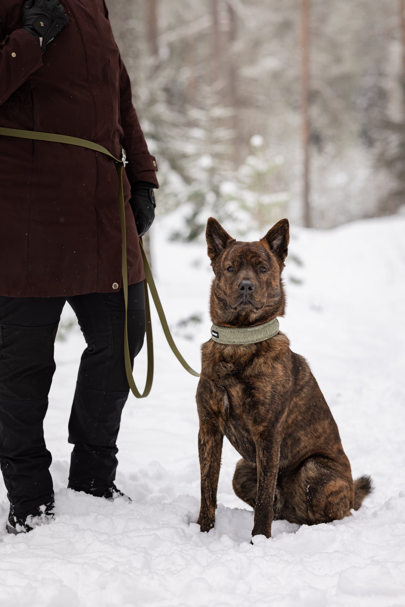 Kuvassa kainkoira ja vihreä monitoimihihna vyötäröllä sekä vihreä kaulapanta koiralla.