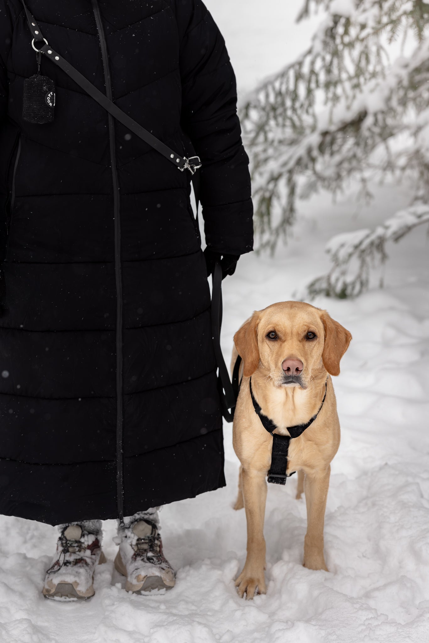 Kuvassa musta SOFT monitoimihihna ja vaalea labradorinnoutaja. 