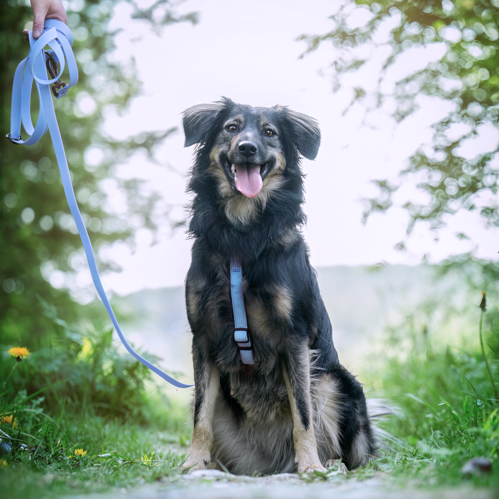 Soft multifunction leash - sky