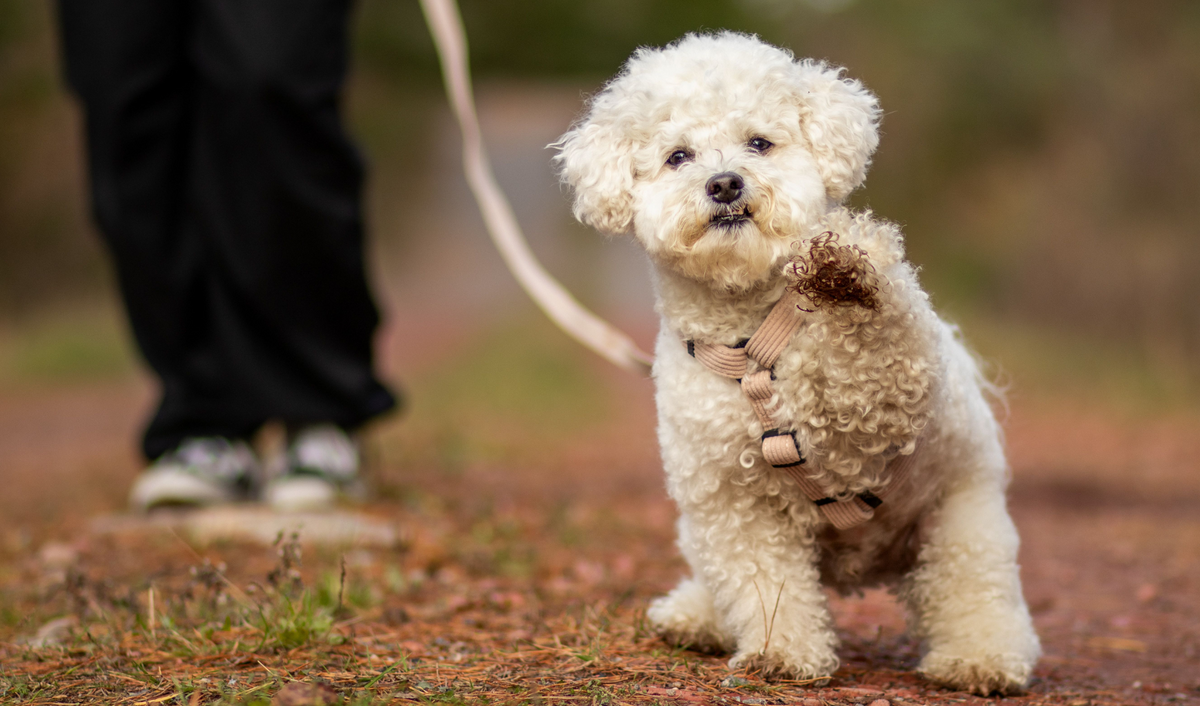 Woofy Dog Products Beautiful Functional High Quality woofy-dog-products-beautiful-functional-high-quality