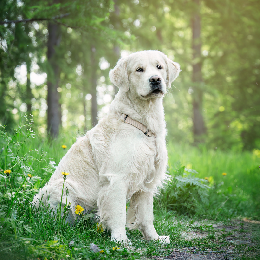 Golden retriever with a Y-harness