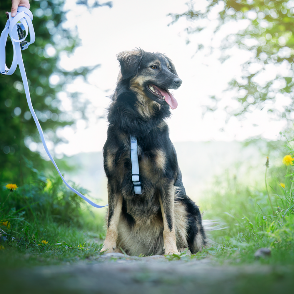 Rescue dog with a blue harness