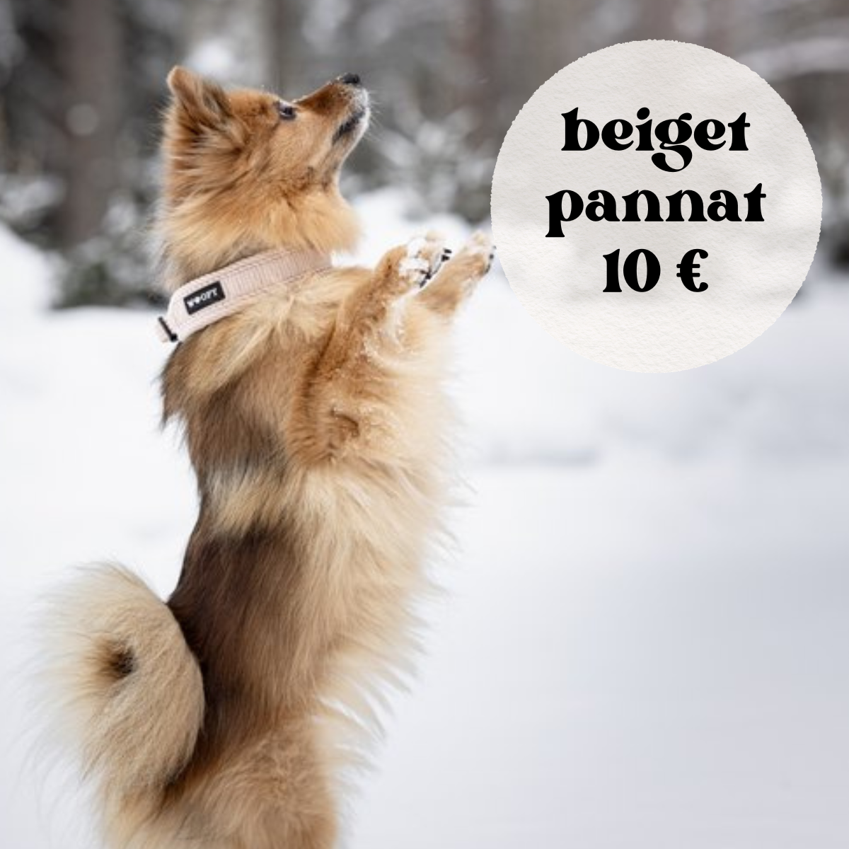 Soft koiran kaulapanta