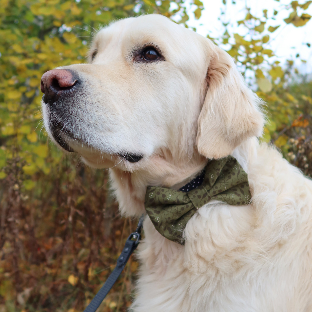 'Pinecrest' bow tie