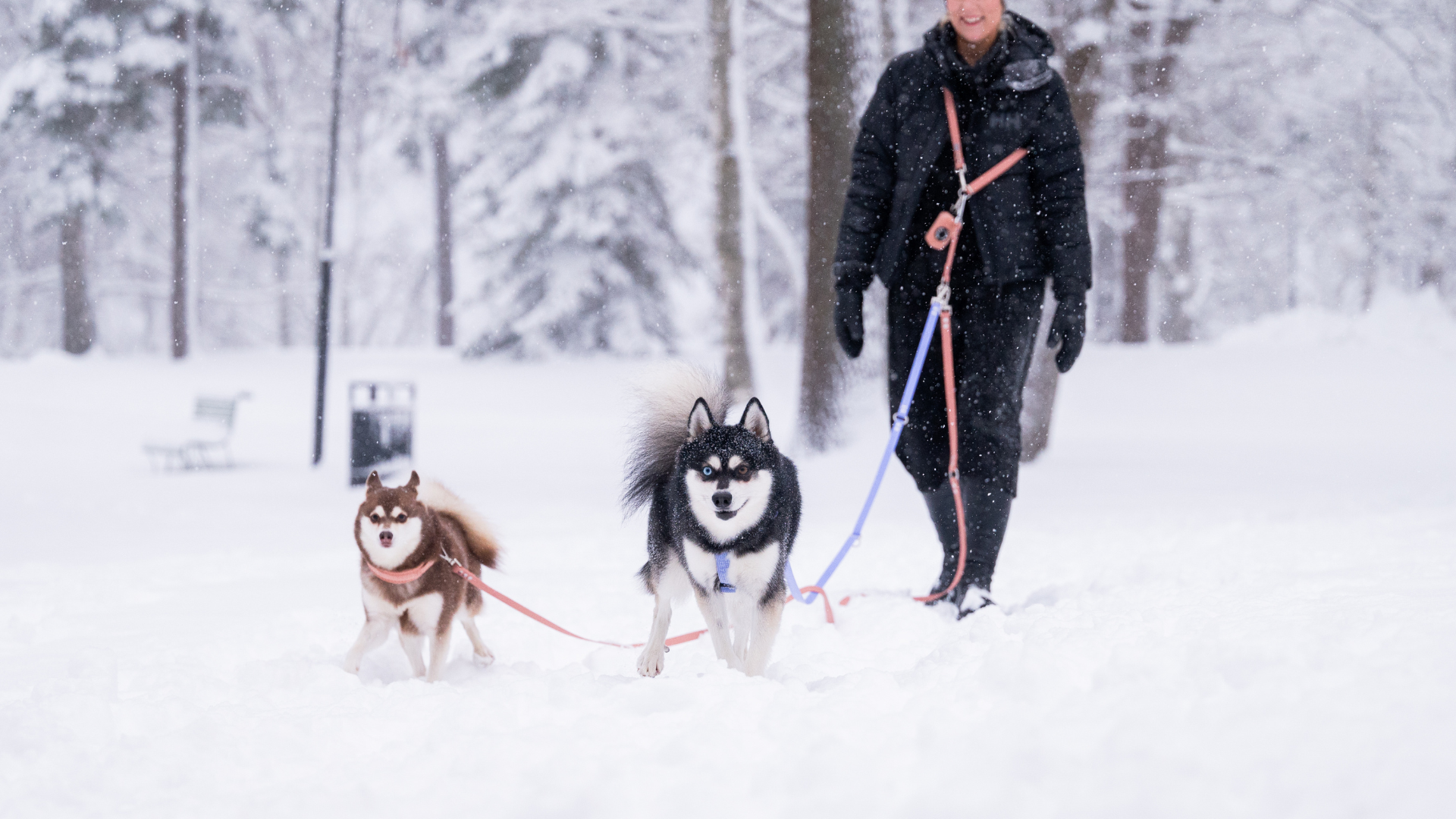 Hands-free adapteri koiran kanssa ulkoiluun. Kuvassa adapteri yhdistetty kahteen hihnaan DuoClip tuotteen avulla. Toisella koiralla Soft valjaat ja toisella soft kaulapanta.