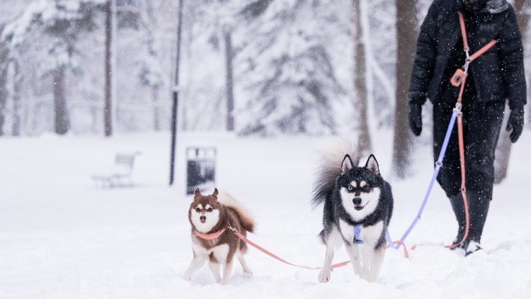 Hands-free adapteri koiran kanssa ulkoiluun. Kuvassa adapteri yhdistetty kahteen hihnaan DuoClip tuotteen avulla. Toisella koiralla Soft valjaat ja toisella soft kaulapanta.