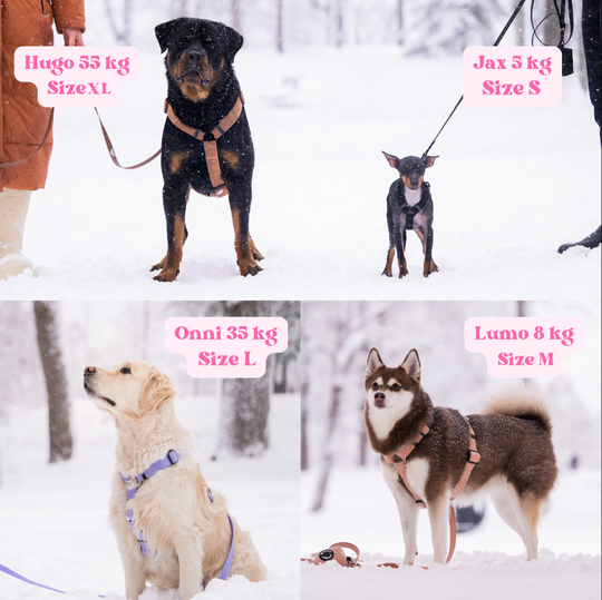 Soft dog harness 2.0 - Teddy