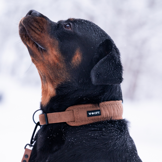 Soft dog collar 2.0 - Teddy